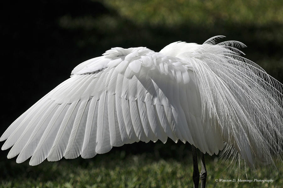 Great White Egret Photograph by Winston D Munnings