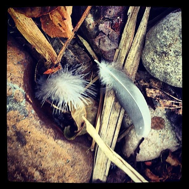 Feather Photograph - #feathers #rocks #instagram by Greta Olivas