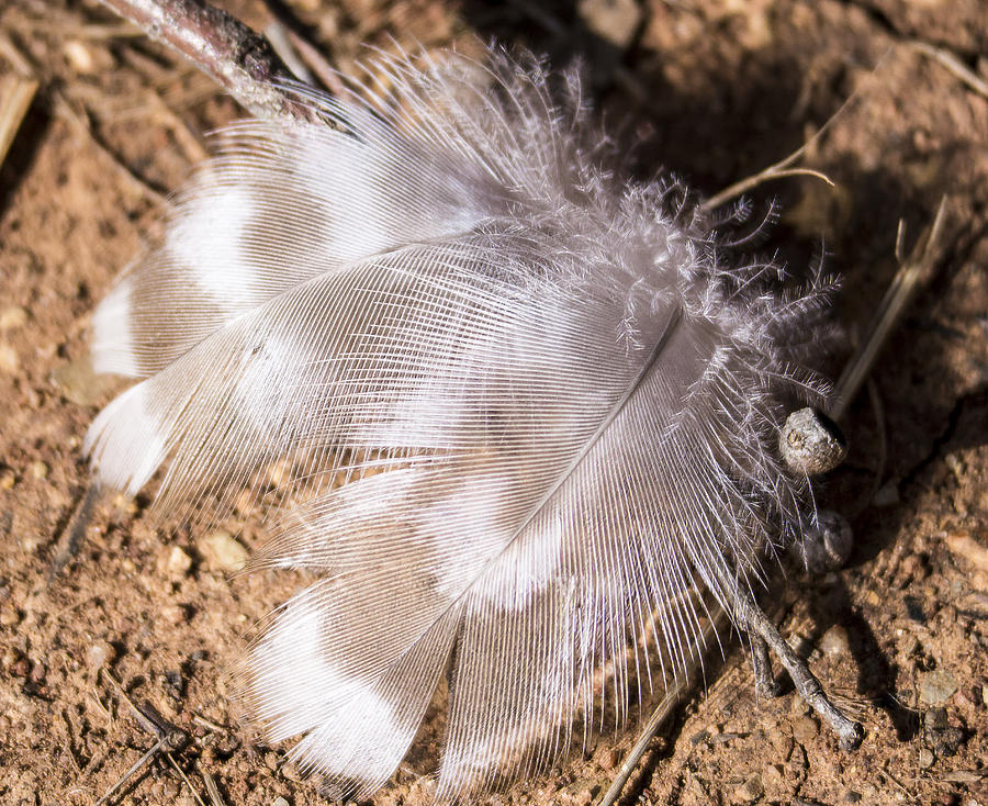 Feathers Photograph by Steven Ralser