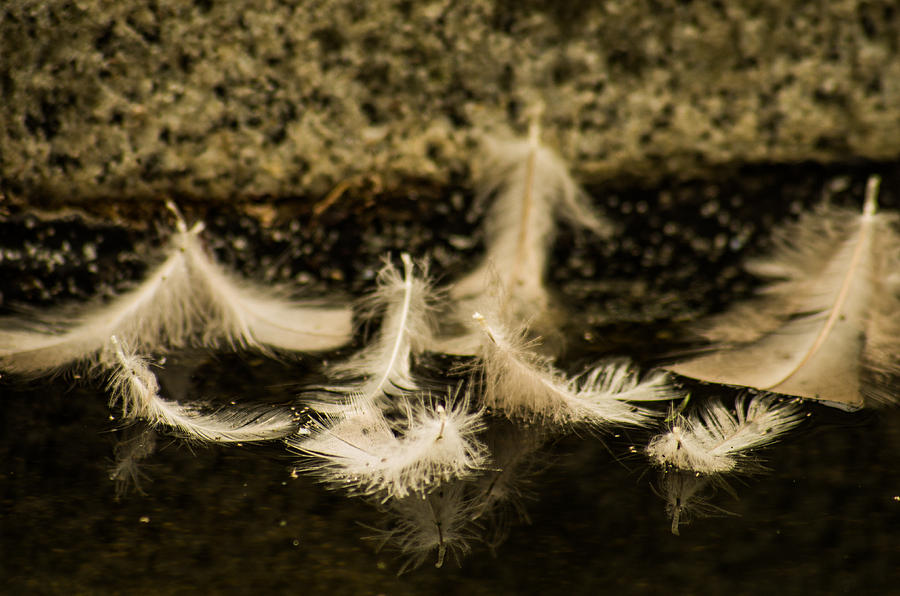 Feather Photograph - Angels Pass By by Marilyn Wilson
