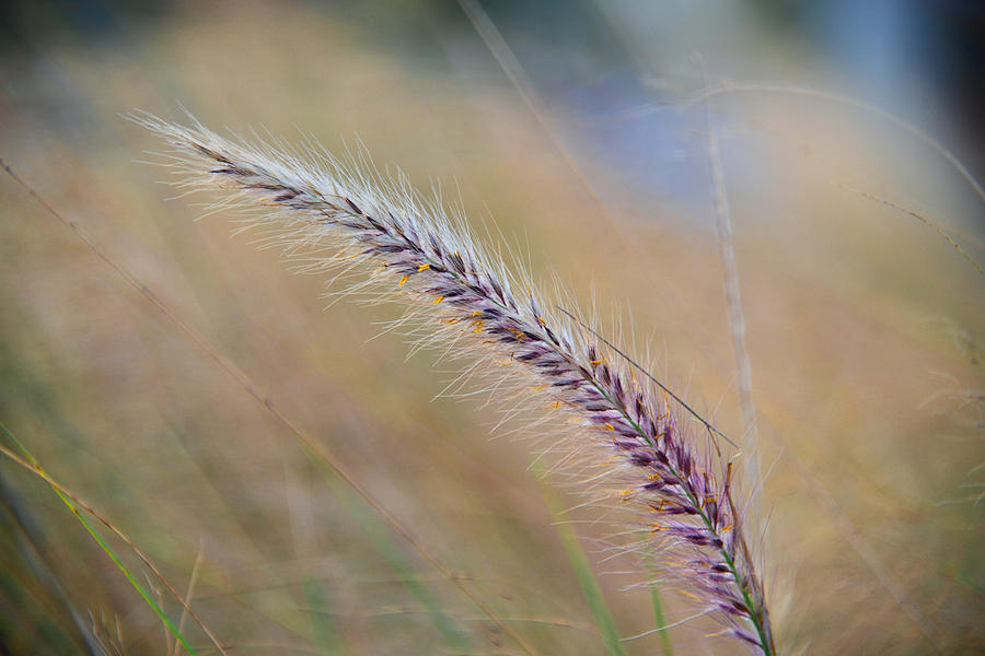 Feathery Sea Grass Photograph