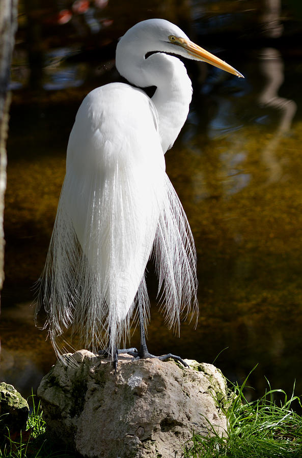 Feathery Profile Photograph by Judy Wanamaker