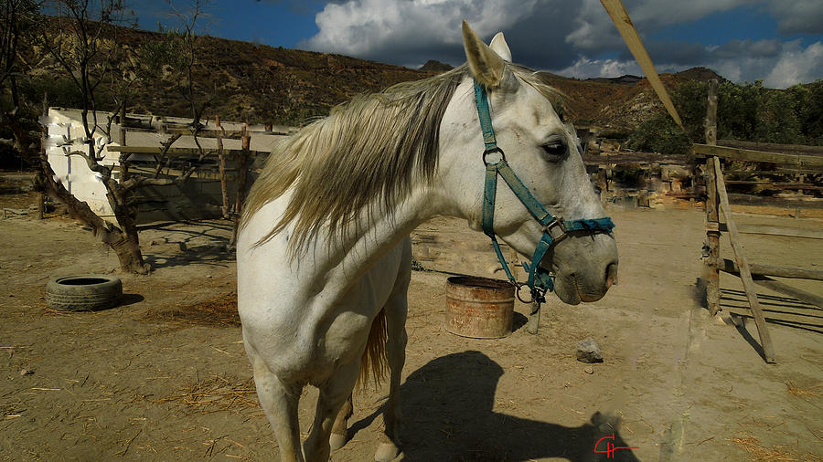 Featured Cute Friend in the Mountain Spain  Photograph by Colette V Hera Guggenheim