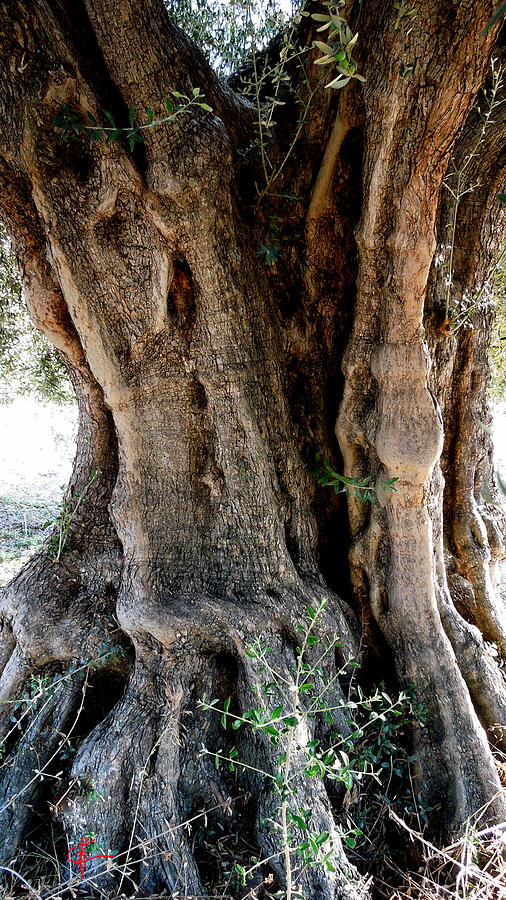 Featured Old Ancient Olive Tree Almeria Spain  Photograph by Colette V Hera Guggenheim