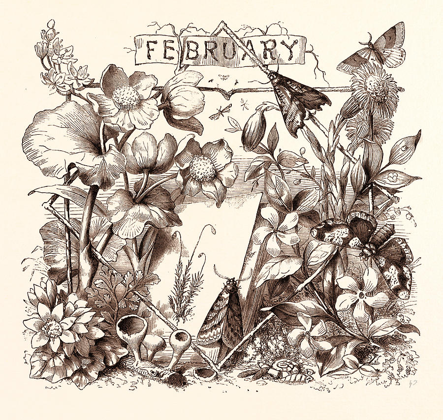 February, Calendar, Year, Month Drawing by English School Fine Art