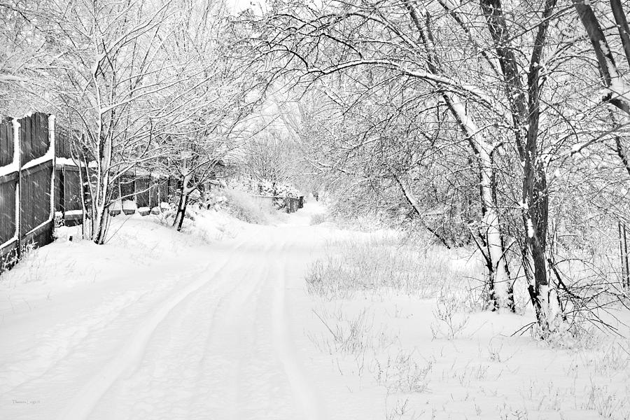 February Snow Bw Photograph by Theresa Tahara