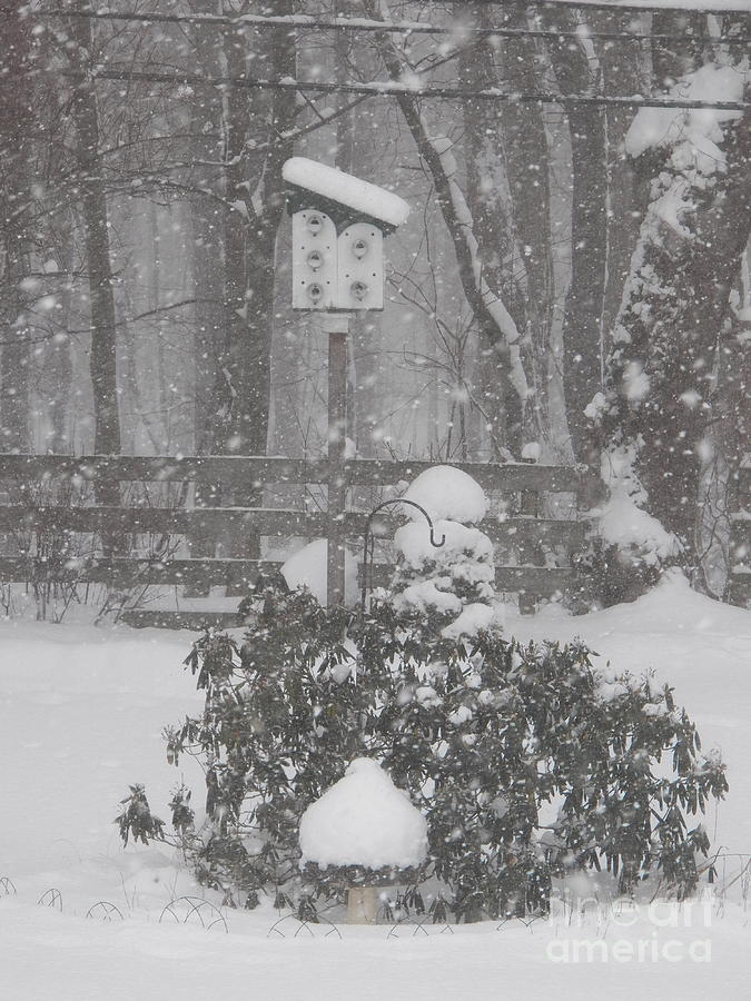 February Snowstorm   NY Photograph by Judy Via-Wolff