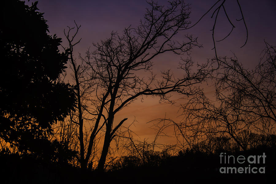 Tree Photograph - February Sunrise by Teresa Mucha