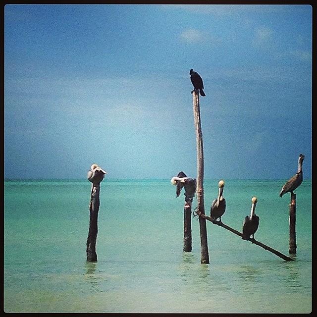 Pelican Photograph - Chillin in Holbox by Anne Phillips