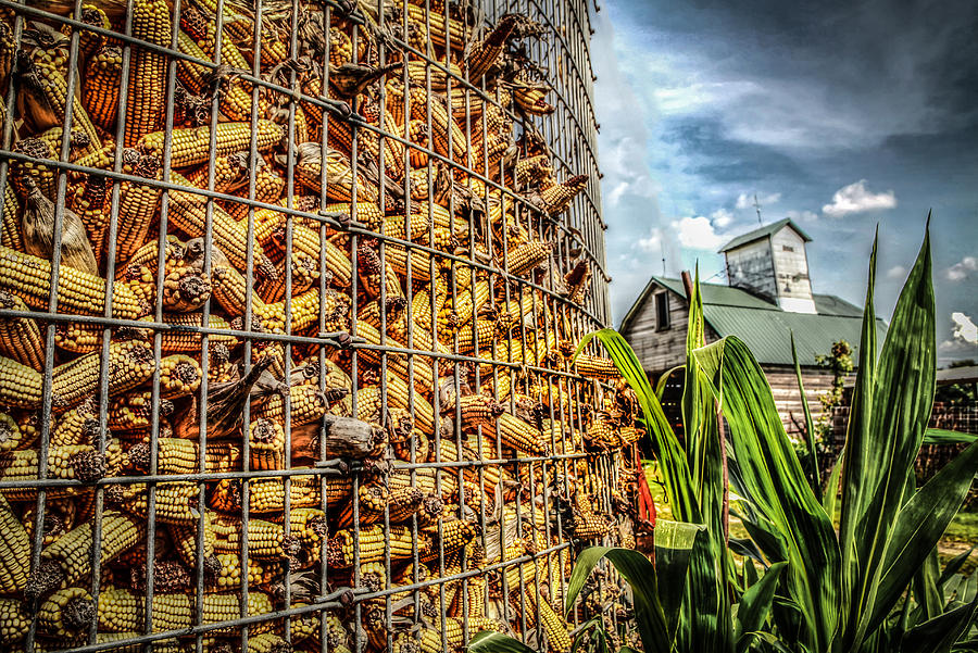 Feed Corn Photograph by Ray Congrove