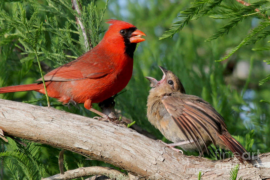 Wildlife Photograph - Feed Me - Northern Cardinals by Meg Rousher