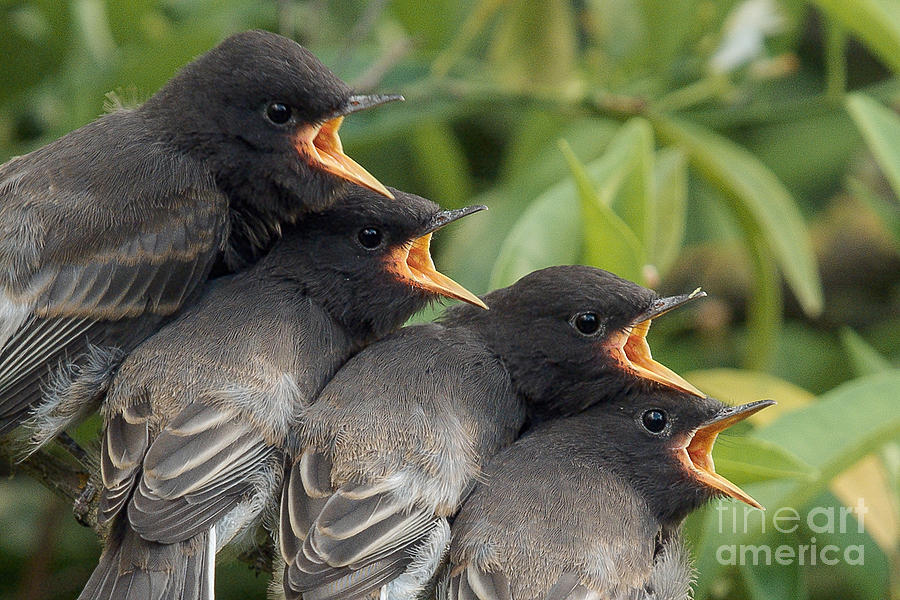 Birds Photograph - Feed Me by Doug Herr