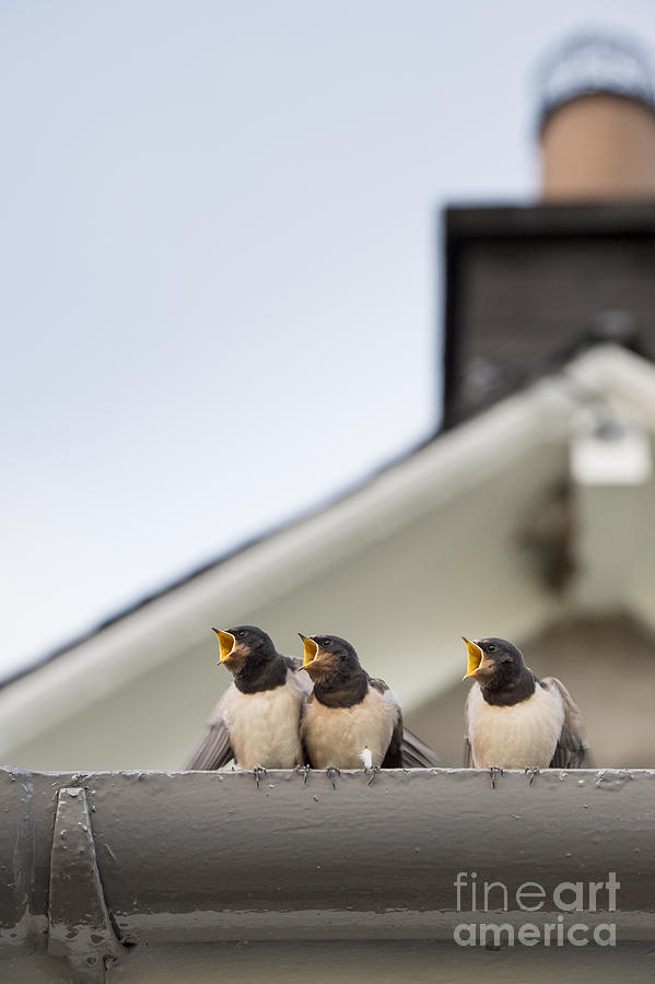Hirundo Rustica Photograph - Feed Me by Tim Gainey Hirundo Rustica Photograph - Feed Me by Tim Gainey