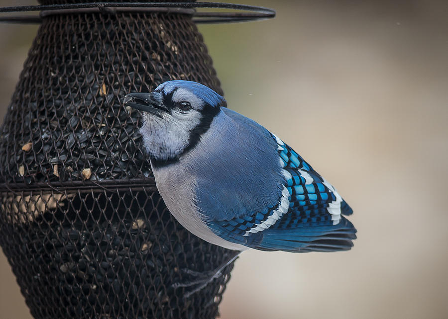 Feeder Blue Jay Photograph by David Downs