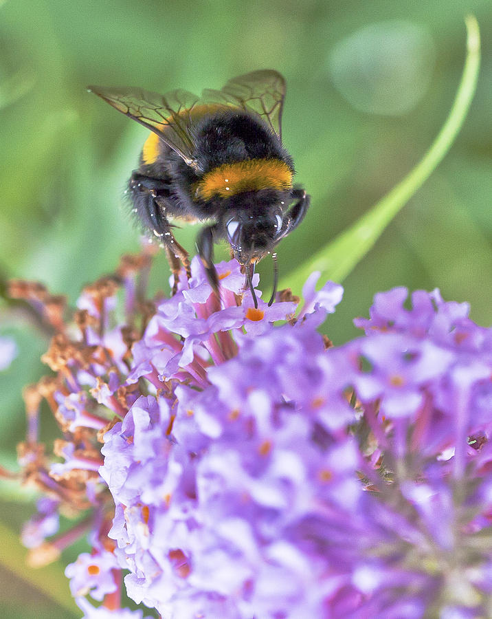Feeding and Pollinating Bee Photograph by Maj Seda