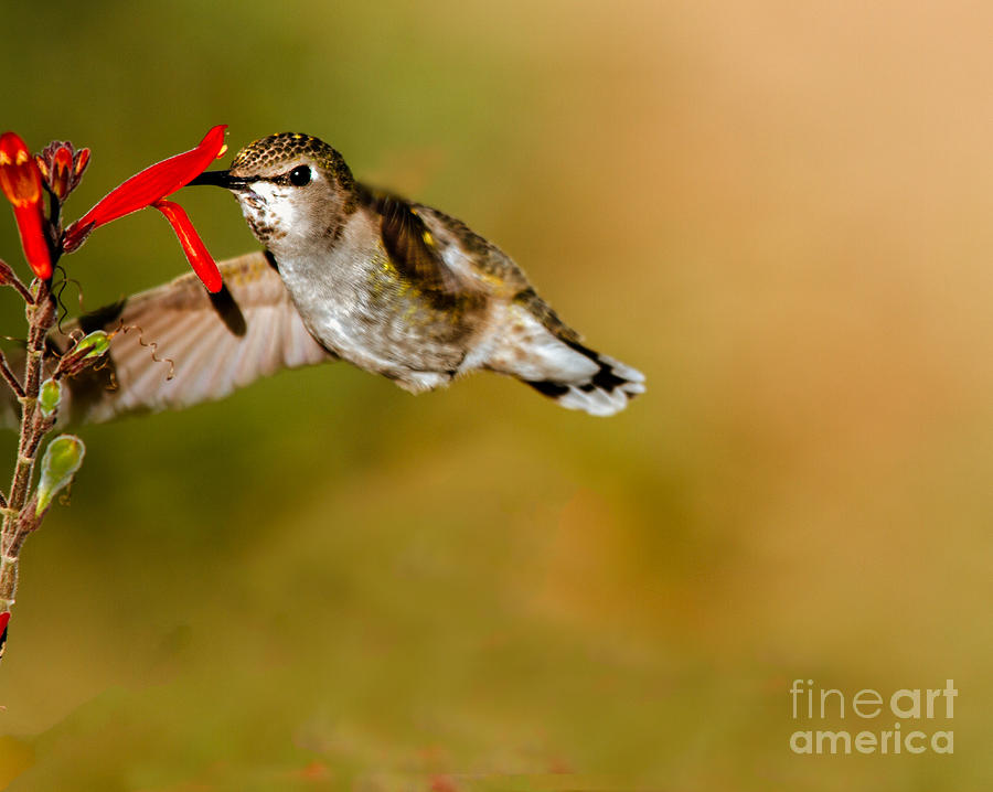 Hummingbird Photograph - Feeding Annas Hummingbird by Robert Bales