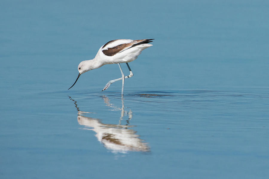 Feeding Avocet Photograph by Michael Lustbader