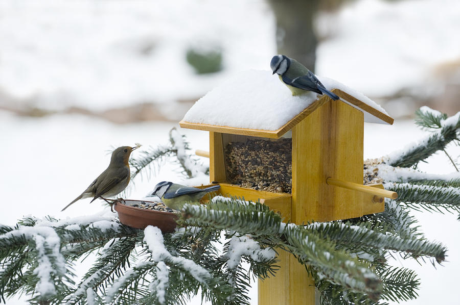 Feeding Birds in Wintertime Photograph by Rotofrank