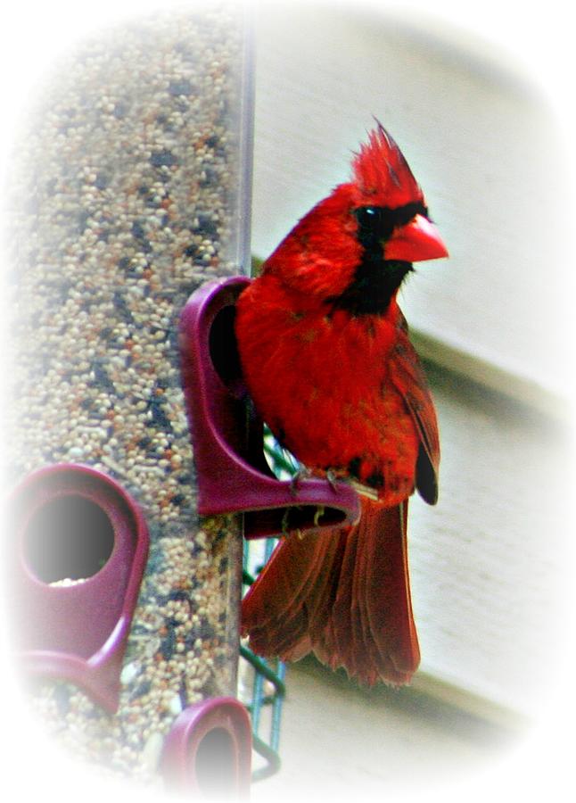 Feeding Cardinal Photograph by Barbara S Nickerson