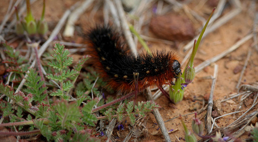Feeding Caterpillar Photograph by Aaron Burrows