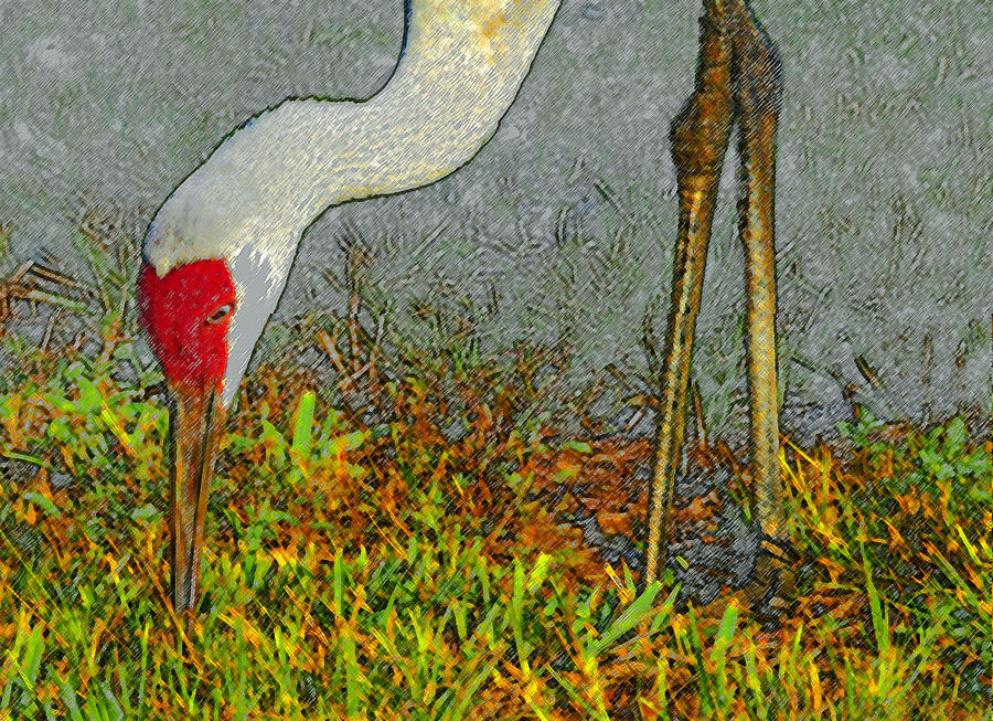 Wildlife Painting - Feeding Crane by David Lee Thompson