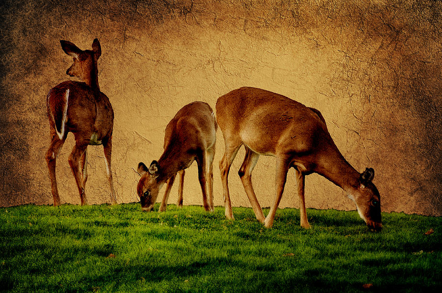 Feeding Deer Photograph by Cathy Kovarik