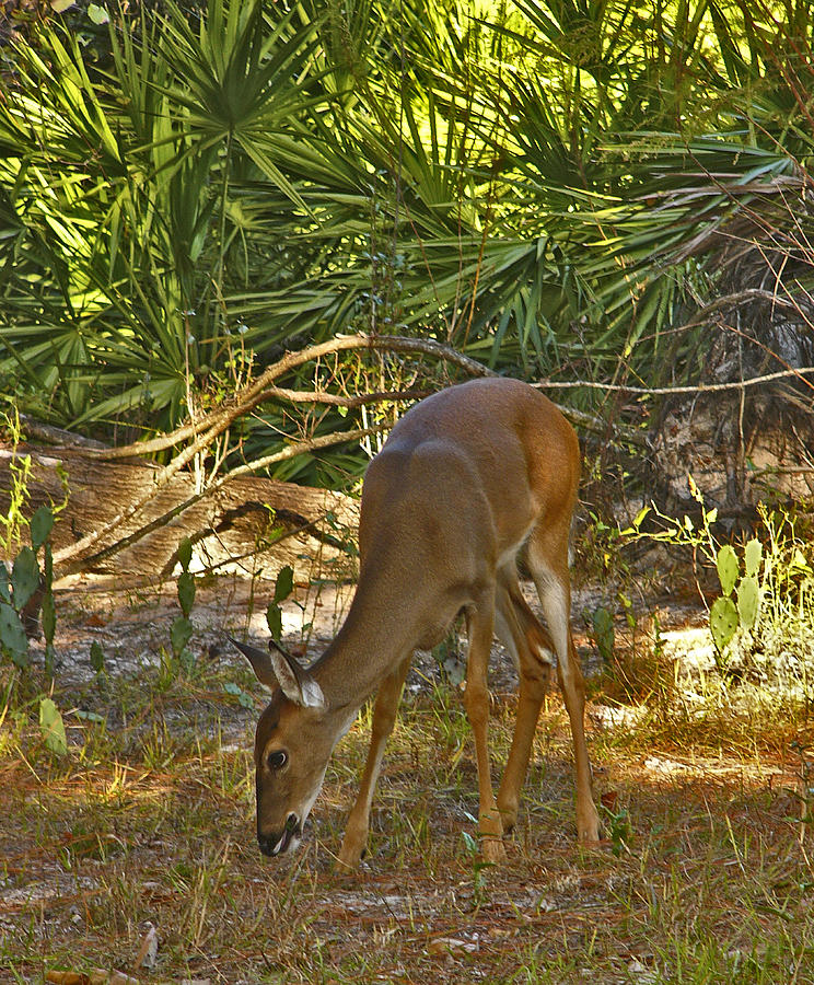 Feeding Doe. Polk County FL. Photograph by Chris  Kusik