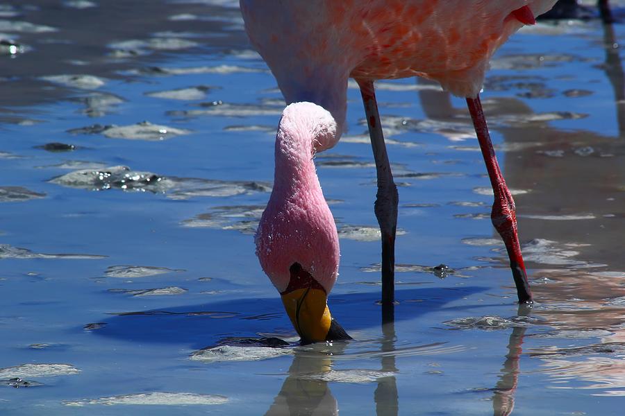 Flamingo Photograph - Feeding Flamingo by FireFlux Studios
