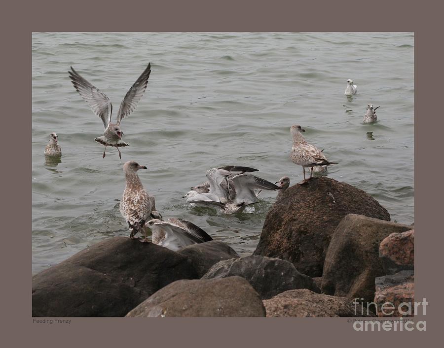 Feeding Frenzy Photograph by Patricia Overmoyer