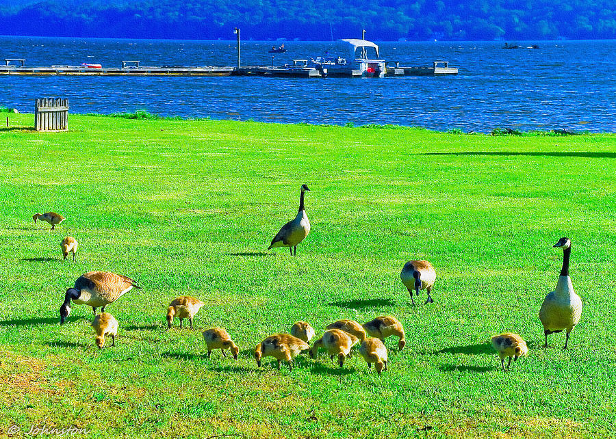 Geese Photograph - Feeding Goslings in Alabama by Bob and Nadine Johnston