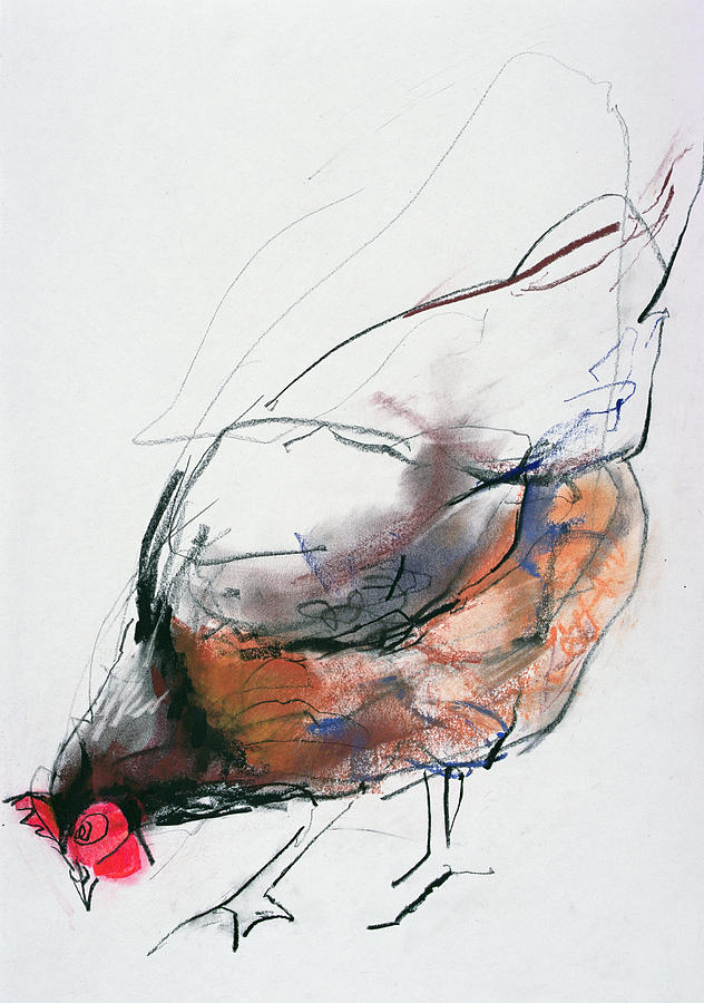 Feeding Hen, Trasierra Drawing by Mark Adlington