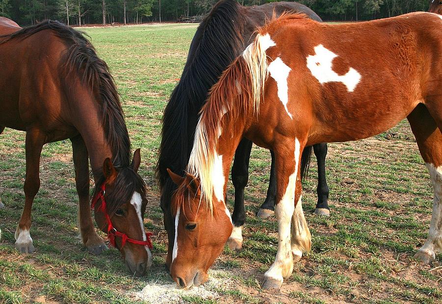 Horse Photograph - Feeding Horses by Cathy Harper