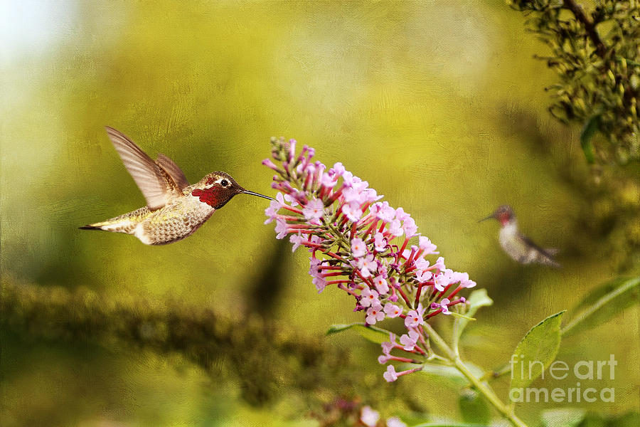 Hummingbird Photograph - Feeding Hummer by Darren Fisher