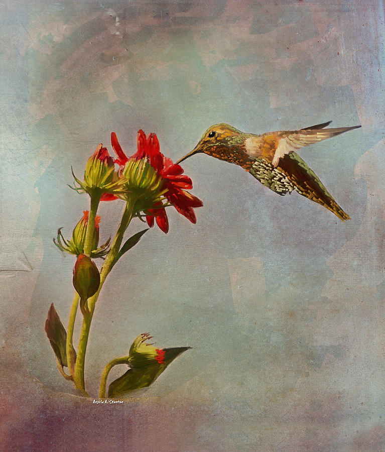 Feeding Hummingbird Painting by Angela Stanton