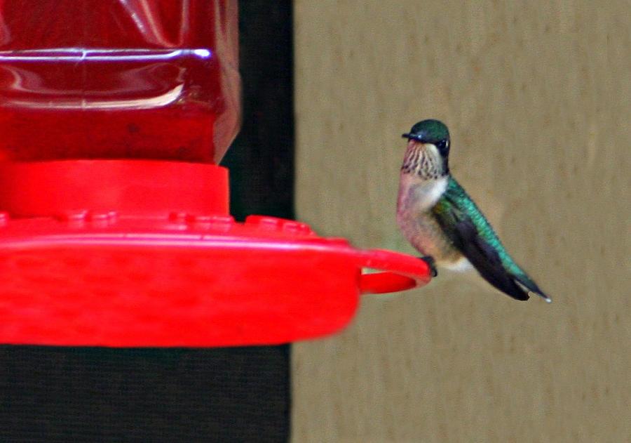Feeding Hummingbird Photograph by Barbara S Nickerson