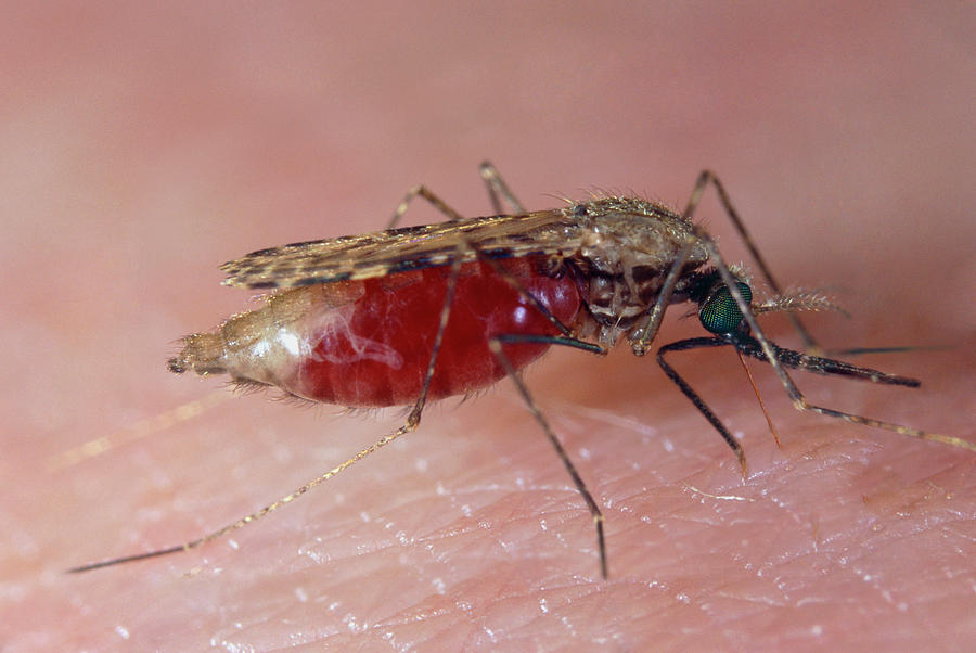 Feeding Mosquito Photograph By Sinclair Stammers Science Photo Library