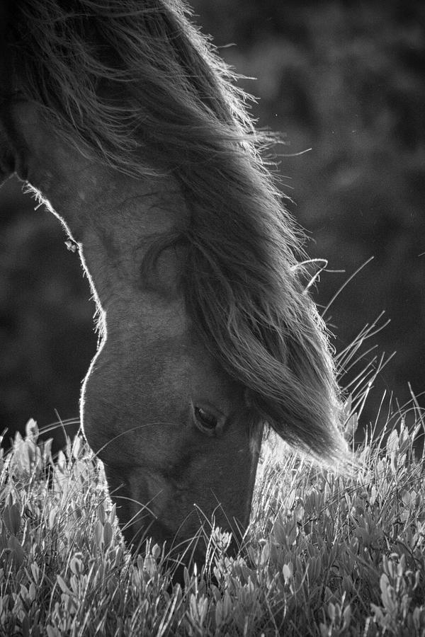 Horse Photograph - Feeding Mustang in Evening Light by Bob Decker