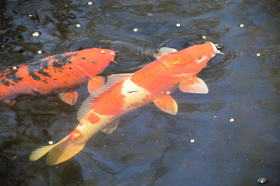 Feeding My Koi Photograph by Bonfire Photography - Fine Art America