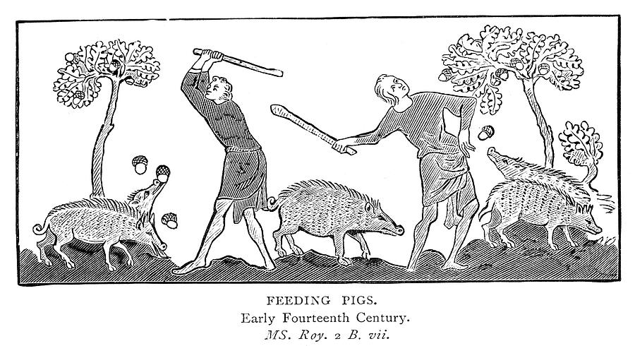 Feeding Pigs, 14th Century Painting by Granger