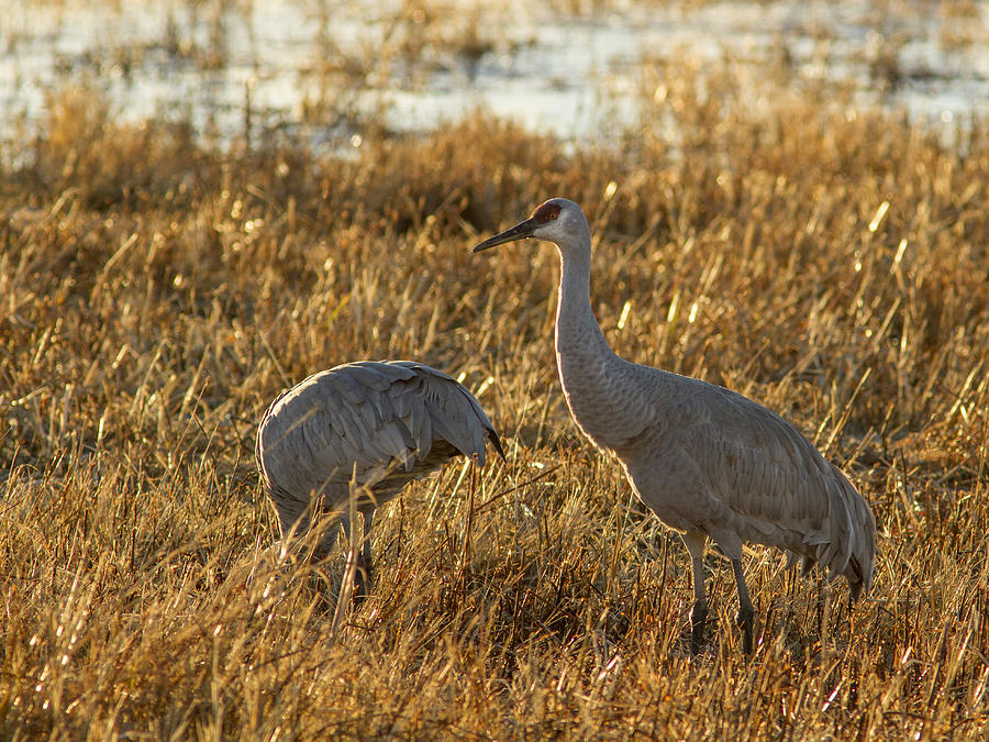 Feeding Sandhill Cranes Photograph by Jean Noren