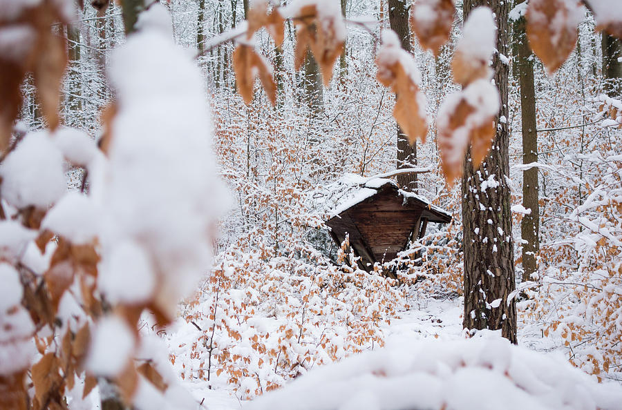 Feeding site in the forest in winter  Photograph by Matthias Hauser
