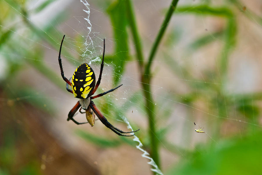 Feeding Spider Photograph by Eric Weiss | Pixels