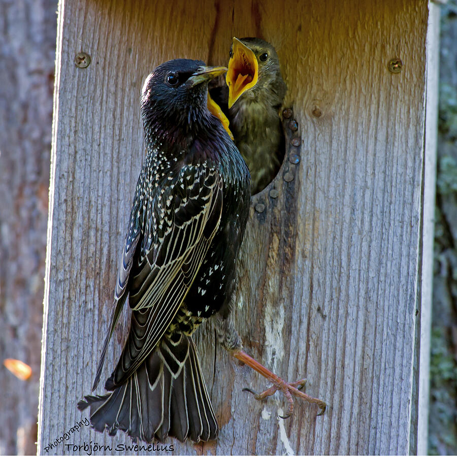 Feeding Starling Photograph by Torbjorn Swenelius