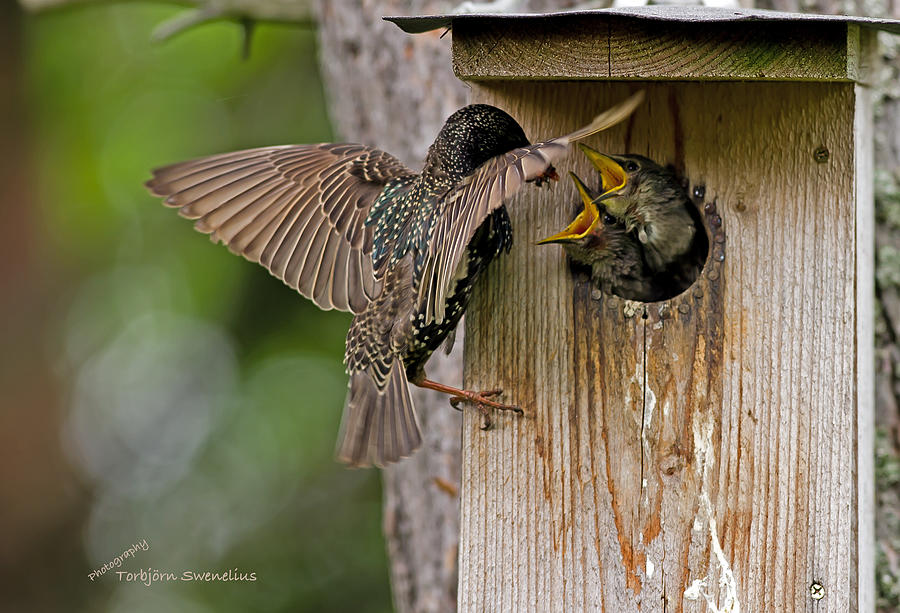 Feeding Starlings Photograph by Torbjorn Swenelius