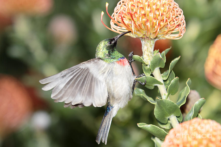 Nature Photograph - Feeding Sunbird by Neil Overy