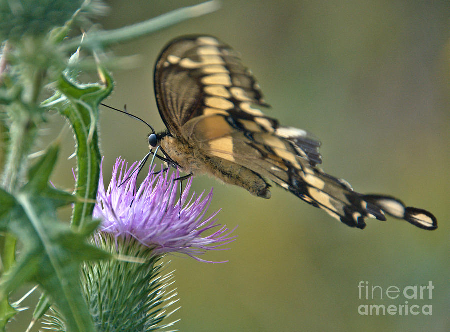 Feeding Swallowtail Photograph by Cheryl Baxter