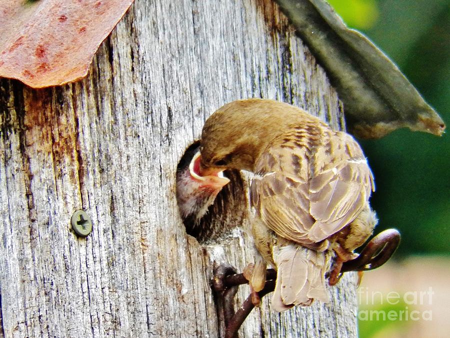 Sparrow Photograph - Feeding the Baby Sparrrow 4 by Judy Via-Wolff