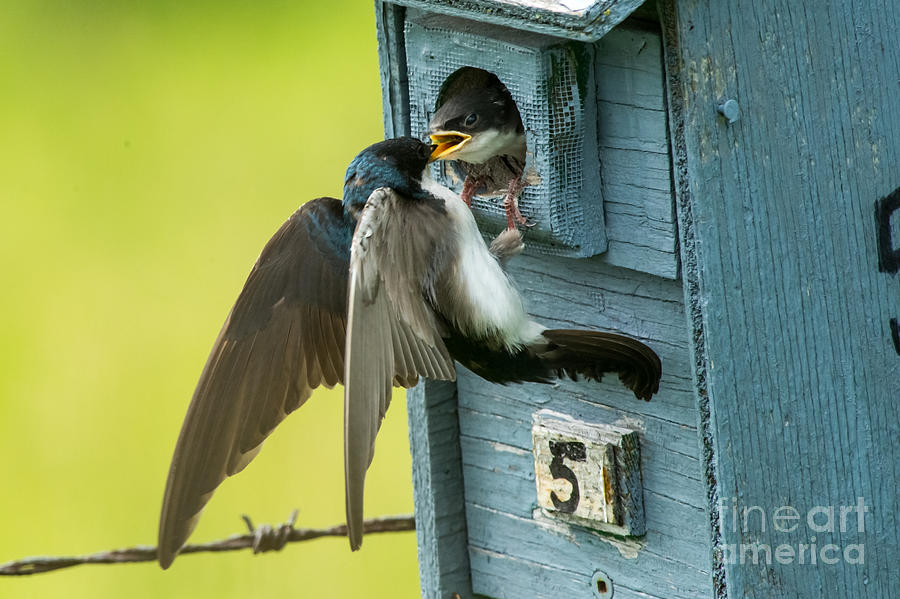 Swallow Photograph - Feeding the children by Robert McAlpine