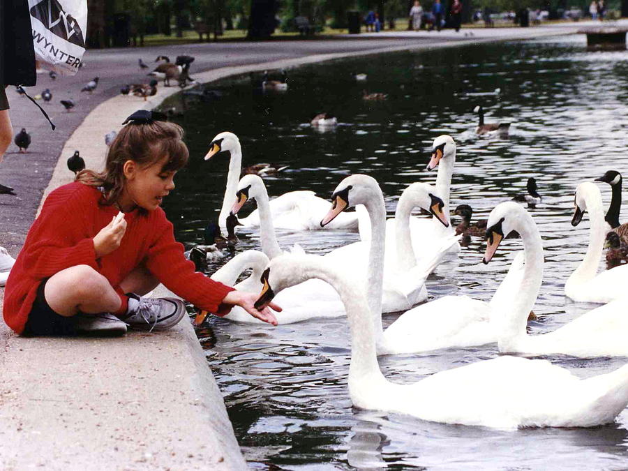 Swan Photograph - Feeding the Swans by Frank Costello