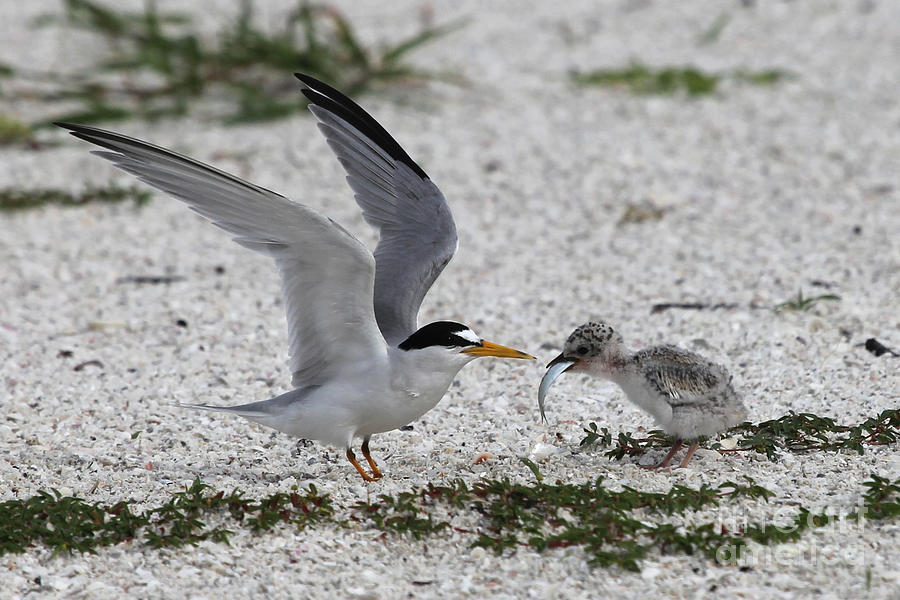 Feeding Time - Least Tern Photograph by Meg Rousher